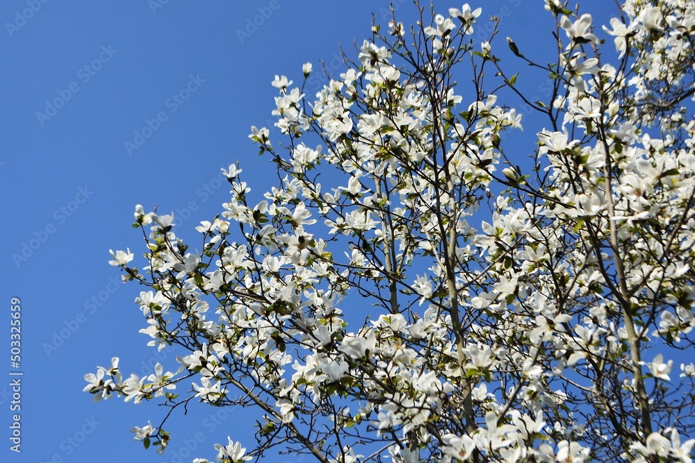 Branches with white flowers of Magnolia x Soulangeana Alba Superba, against blue sky. Branches with white flowers of Magnolia x Soulangeana Alba Superba, against blue sky.
