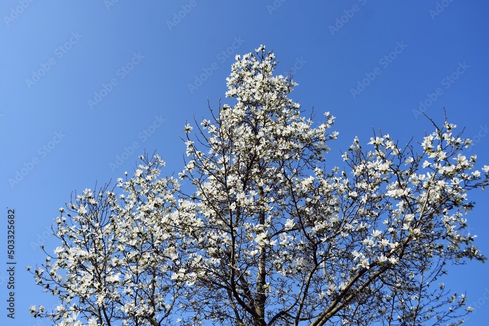 Branches with white flowers of Magnolia x Soulangeana Alba Superba, against blue sky. 