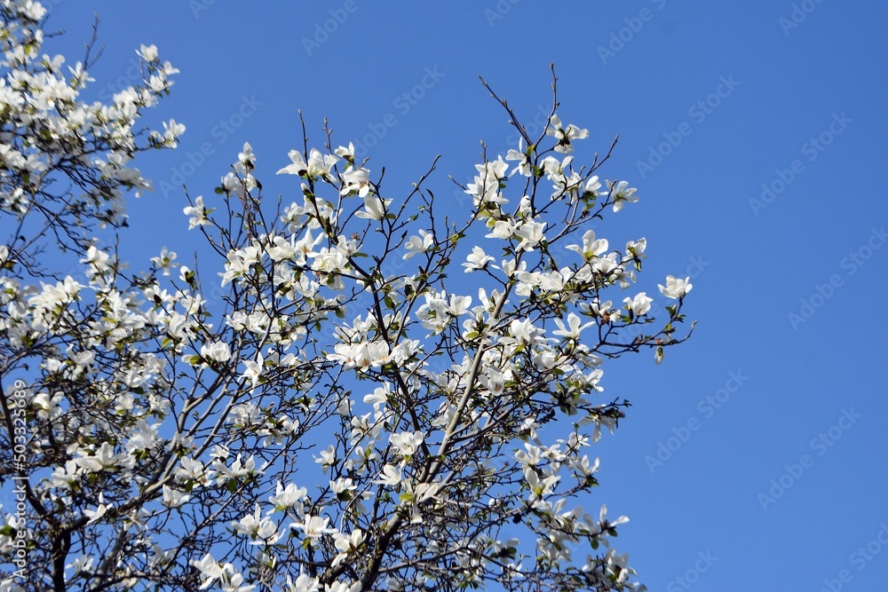 Branches with white flowers of Magnolia x Soulangeana Alba Superba, against blue sky. Branches with white flowers of Magnolia x Soulangeana Alba Superba, against blue sky.