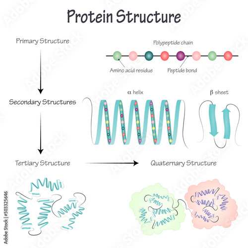 Vector Illustration of Protein Structure