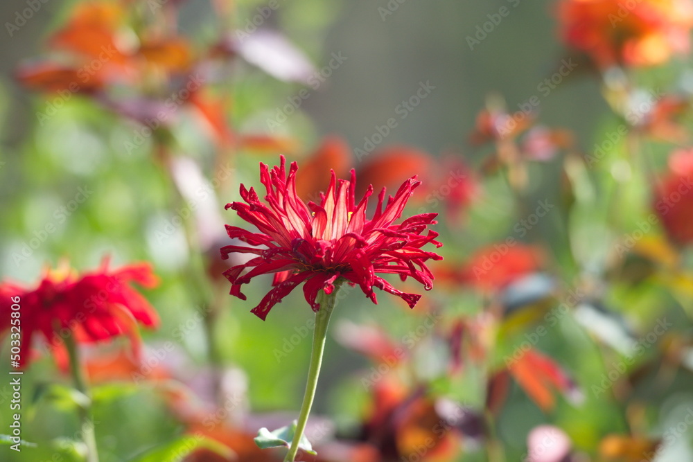 Beautiful red flowers Marigolds, Aster family against a background of green leaves, in summer. Beautiful red flowers Marigolds, Aster family against a background of green leaves, in summer.