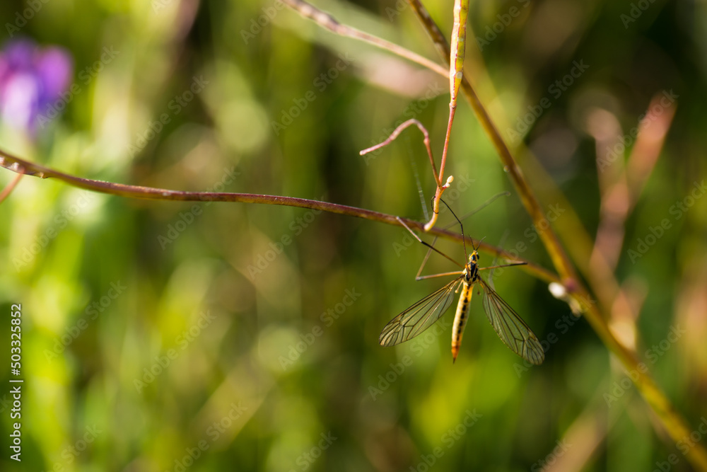 owad łąka wiosna zieleń fauna owad łąka wiosna zieleń fauna