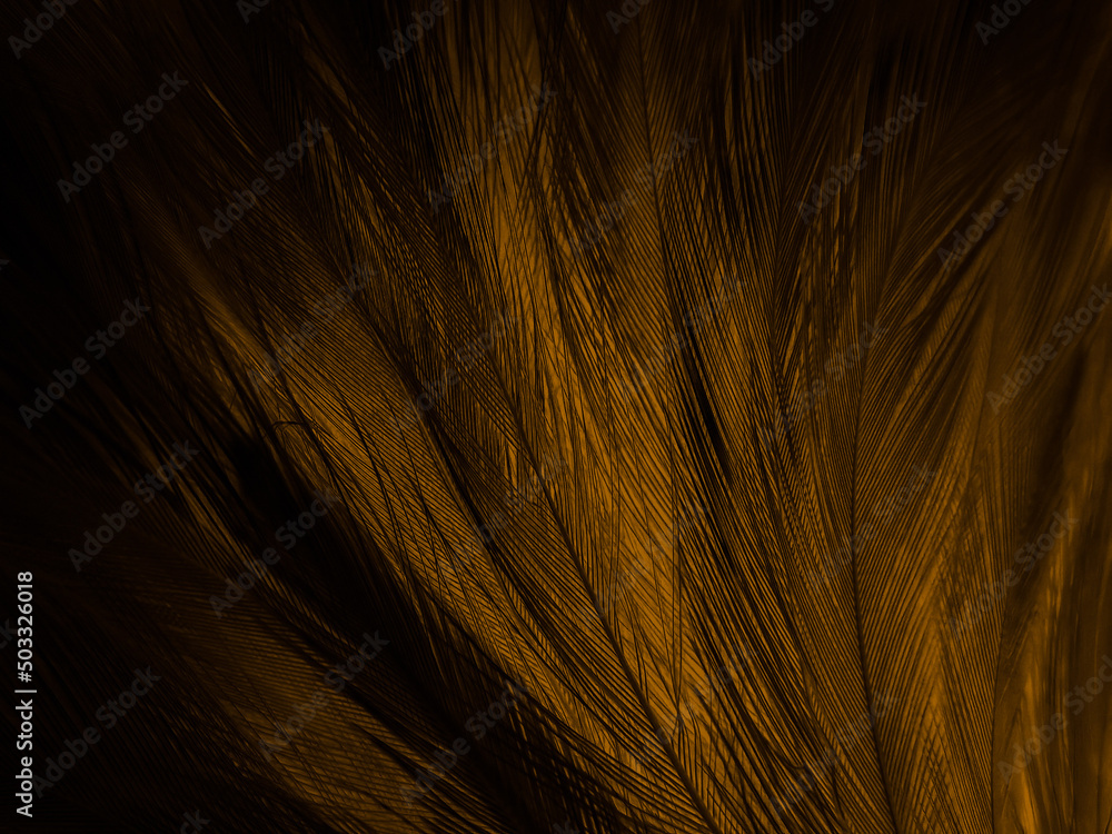 Beautiful abstract white and brown feathers on white background and