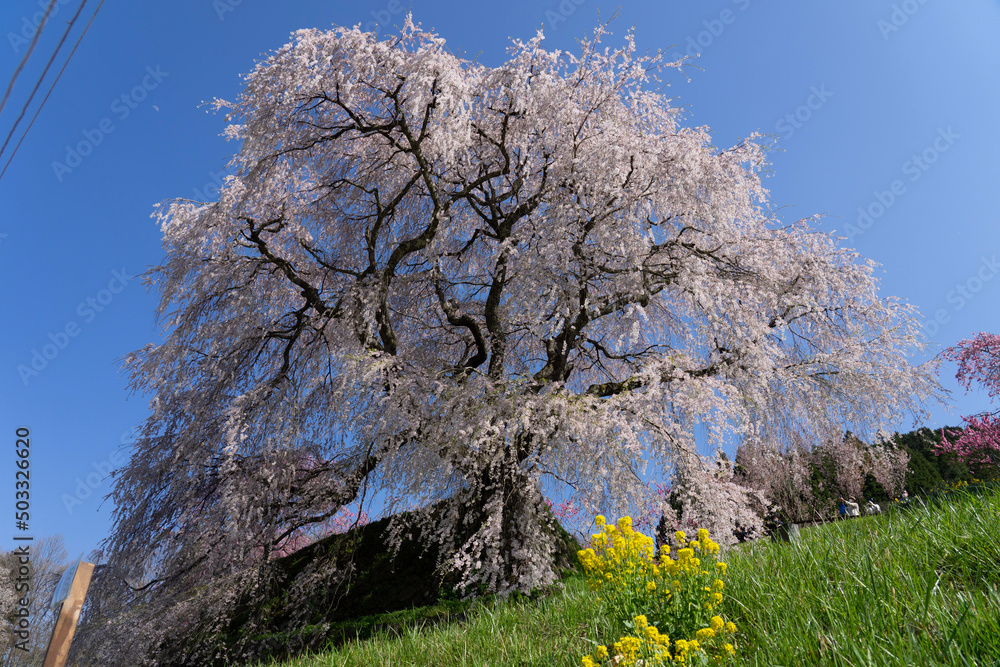 blooming tree