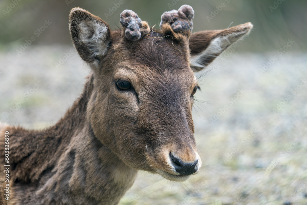 The young red deer (Cervus elaphus), one of the largest deer species. The young red deer (Cervus elaphus), one of the largest deer species.