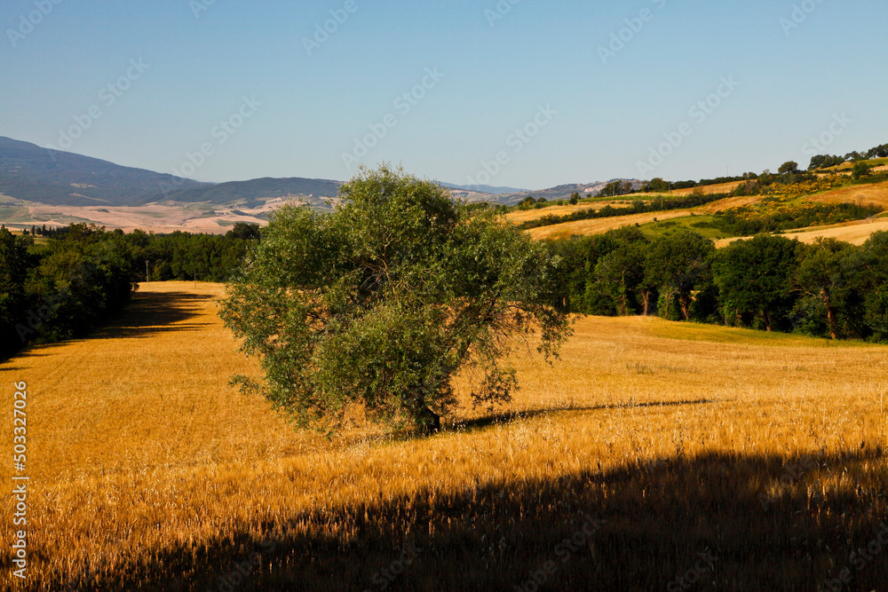 Fototapeta premium Val d'Orcia,Siena, Toscana,panorami