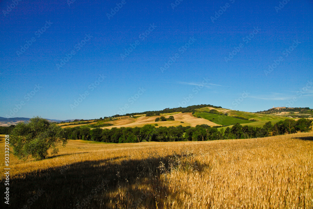 Fototapeta premium Val d'Orcia,Siena, Toscana,panorami