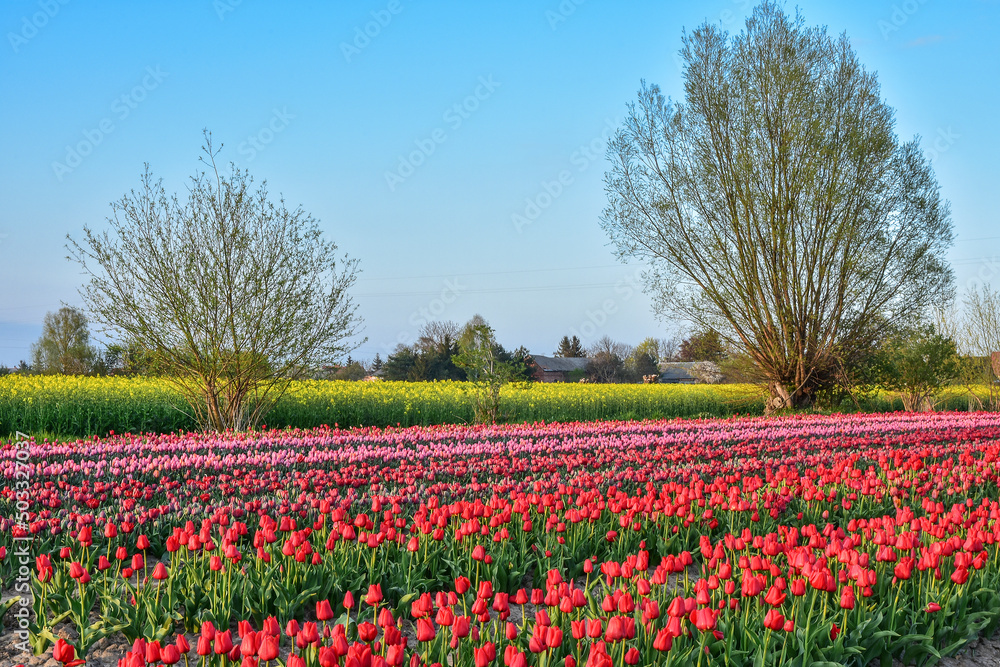 beautiful field of tulips, different colors of flowers, landscape