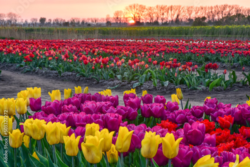 beautiful field of tulips, different colors of flowers, sunset © VinyLove Foto