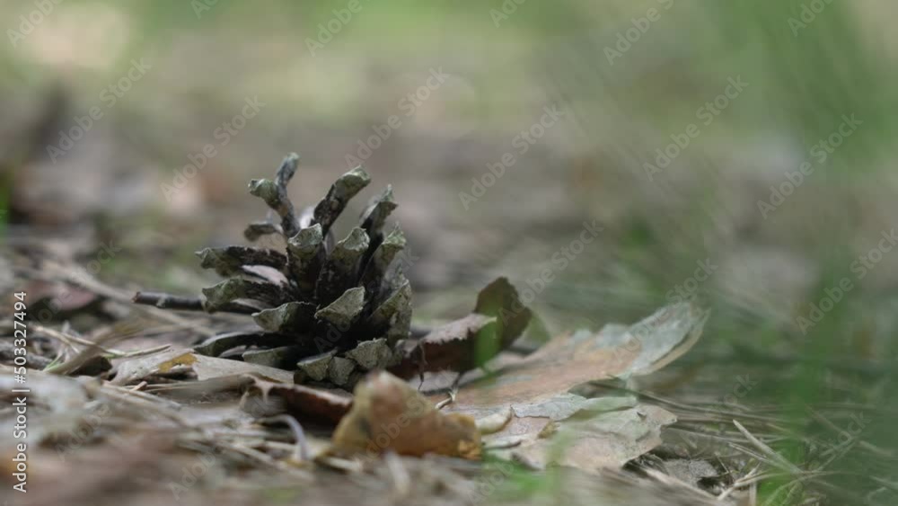 Fallen pine cone lying on forest pathway on natural blurred backgroun closeup view. Fallen pine cone lying on forest pathway on natural blurred backgroun closeup view.