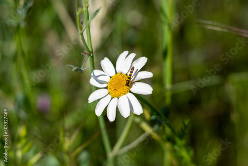 Naturaleza viva  floraci  n de jaras. Tema Naturaleza