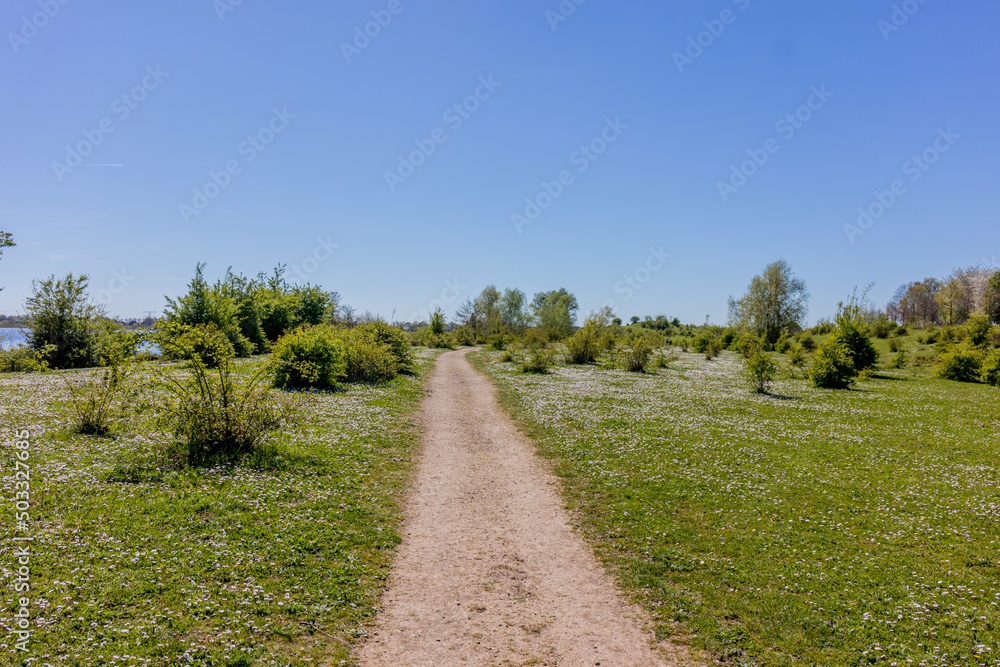 Straight hiking trail disappearing into the background, green grass with small white flowers, lush wild plants in Molenplas nature reserve, sunny day in Stevensweert, South Limburg, Netherlands