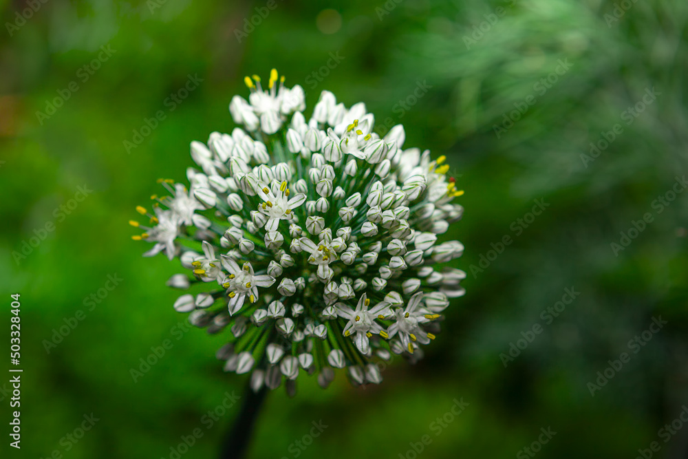 Garlic bulb in bloom . Flower of vegetable plant Garlic bulb in bloom . Flower of vegetable plant