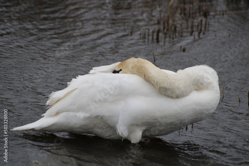 mute swan cygnus olor