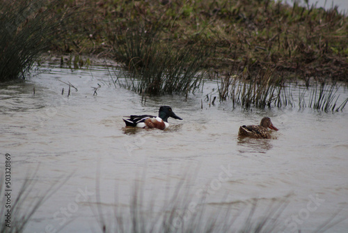 ducks on the lake