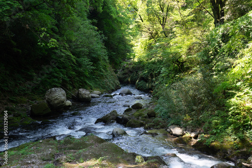 stream in the forest