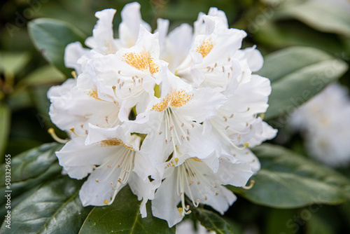 Kluczbork - Polska, rozkwitnięte kwiaty Rododendrona