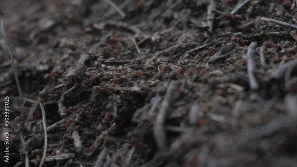 Family of red and black ants runs and works hard in forest anthill close view. Family of red and black ants runs and works hard in forest anthill close view.