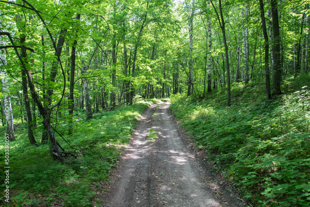 Dirt road through green dense rainforest. Russia Dirt road through green dense rainforest. Russia