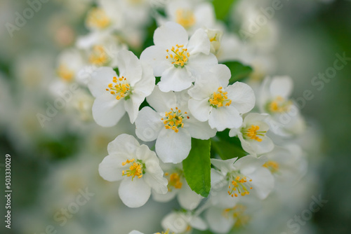 Bright white spring thorn flowers blooming in the city park