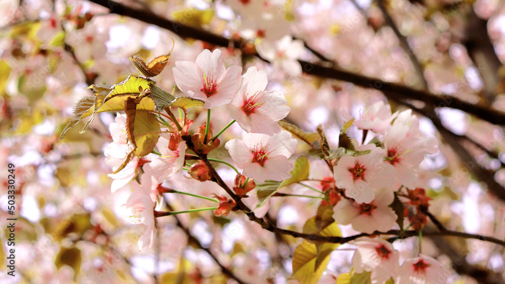 Sakura. Blooming Japanese cherry. Pink flowers. Fruit tree. Spring background with flowers. Sakura. Blooming Japanese cherry. Pink flowers. Fruit tree. Spring background with flowers.