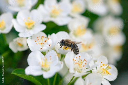 Close-up bee pollinating spring flowers in city park