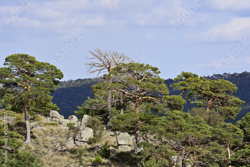Sierra de Guadarrama  Parque nacional Madrid
