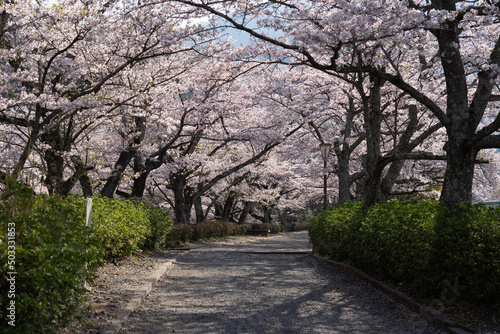 spring in the park