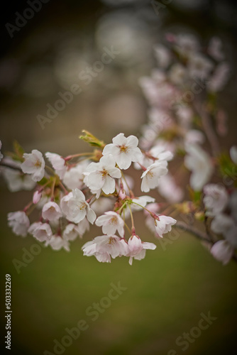 Cherry Blossom