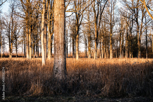 Beautiful, leafless forest and dry grass growing beneath the trees in the Turopoljski Lug, Croatia, lit by wonderful winter sunset