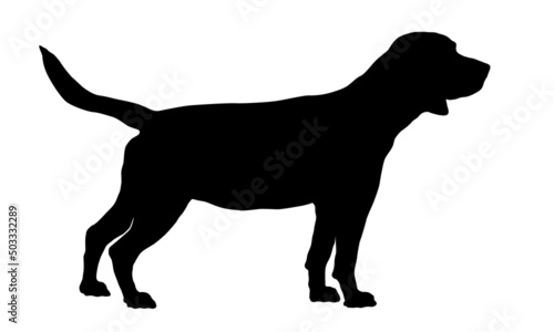 Standing english beagle. Black dog silhouette. Pet animals. Isolated on a white background.