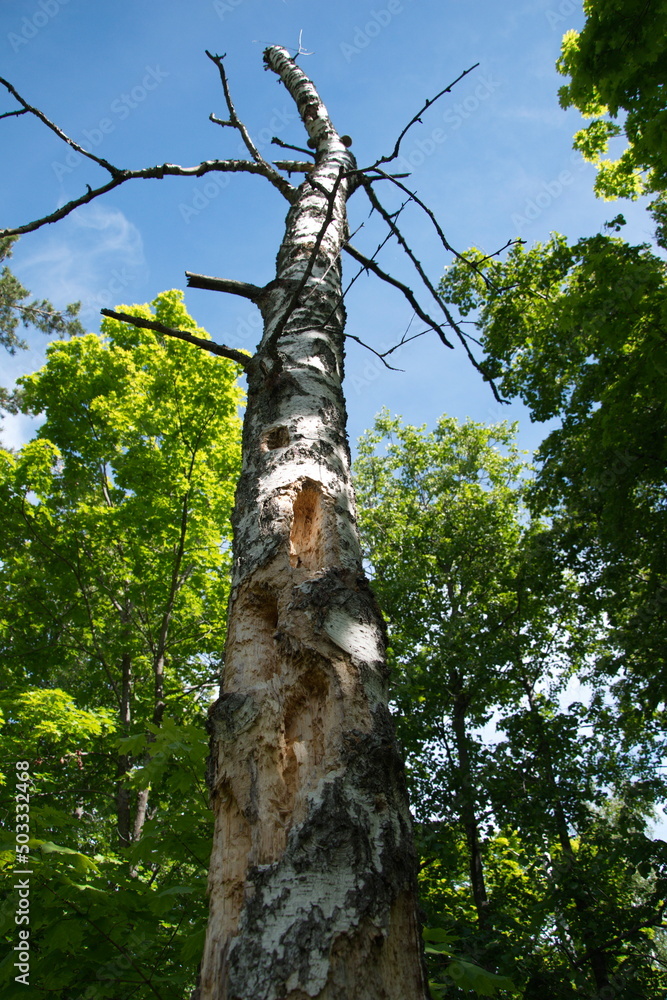 Fototapeta premium an old rotten birch tree in a summer forest