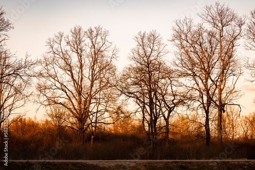 Beautiful  leafless trees  lit by the winter sunset  creating ornage glow in the branches near the village of Drnek  Croatia