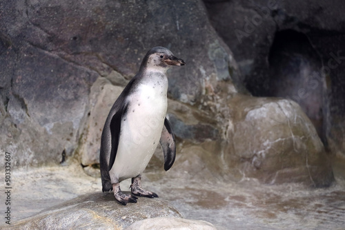 Humboldt penguin stands on a rocky shore. South American penguin resting after swimming