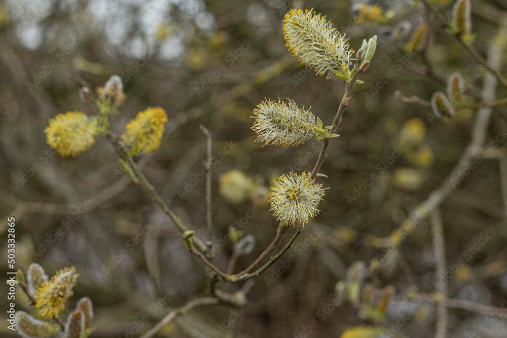 Close up of Catkins on a tree in Spring Close up of Catkins on a tree in Spring
