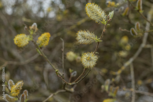 Close up of Catkins on a tree in Spring