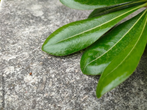 Green leaves on an antique stone in Split