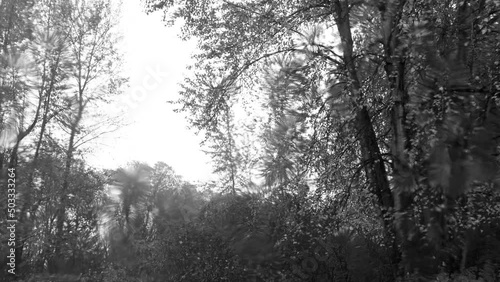 Wallpaper Mural Storm, rain,trees Torontodigital.ca