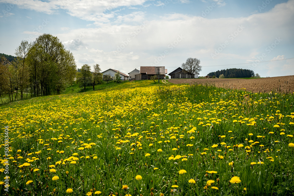 Beautiful meadow with yellow flowers and cloudy sky. Summer spring perfect natural landscape. Bayern Germany