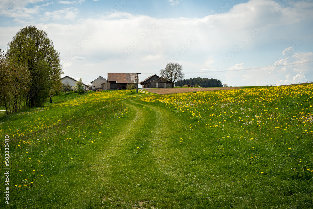 Beautiful meadow with yellow flowers and cloudy sky. Summer spring perfect natural landscape. Bayern Germany Beautiful meadow with yellow flowers and cloudy sky. Summer spring perfect natural landscape. Bayern Germany