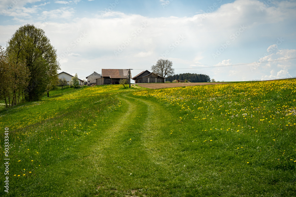 Beautiful meadow with yellow flowers and cloudy sky. Summer spring perfect natural landscape. Bayern Germany