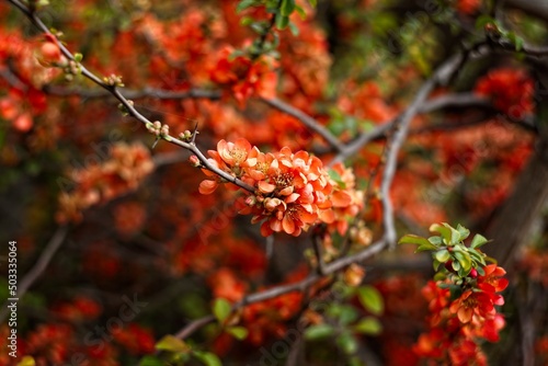 blooming quince bush © Woj Mac