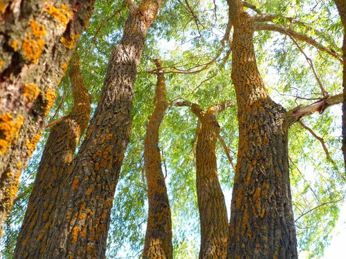 деревья в лесу