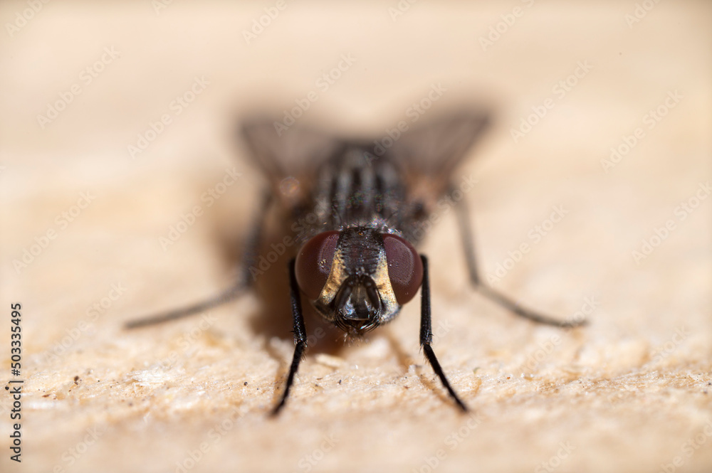 fly on wood