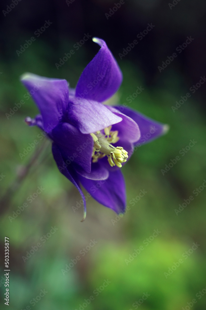 Violet flower in the field
