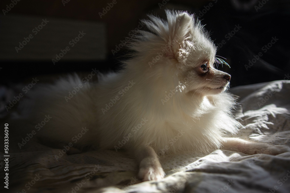 white pomeranian puppy white pomeranian puppy
