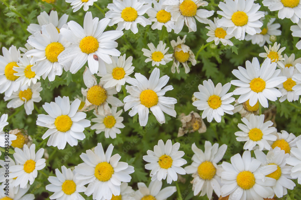 background with white and yellow daisies in a garden background with white and yellow daisies in a garden