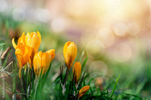 Beautiful yellow crocuses on green grass on the sunny spring day.  High quality photo. Spring flowers. Springtime