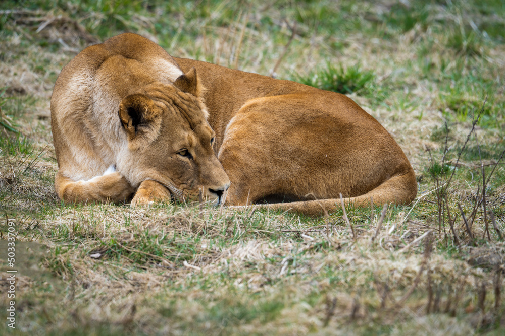 Fototapeta premium The lion (Panthera leo) is a large cat of the genus Panthera native to Africa and India