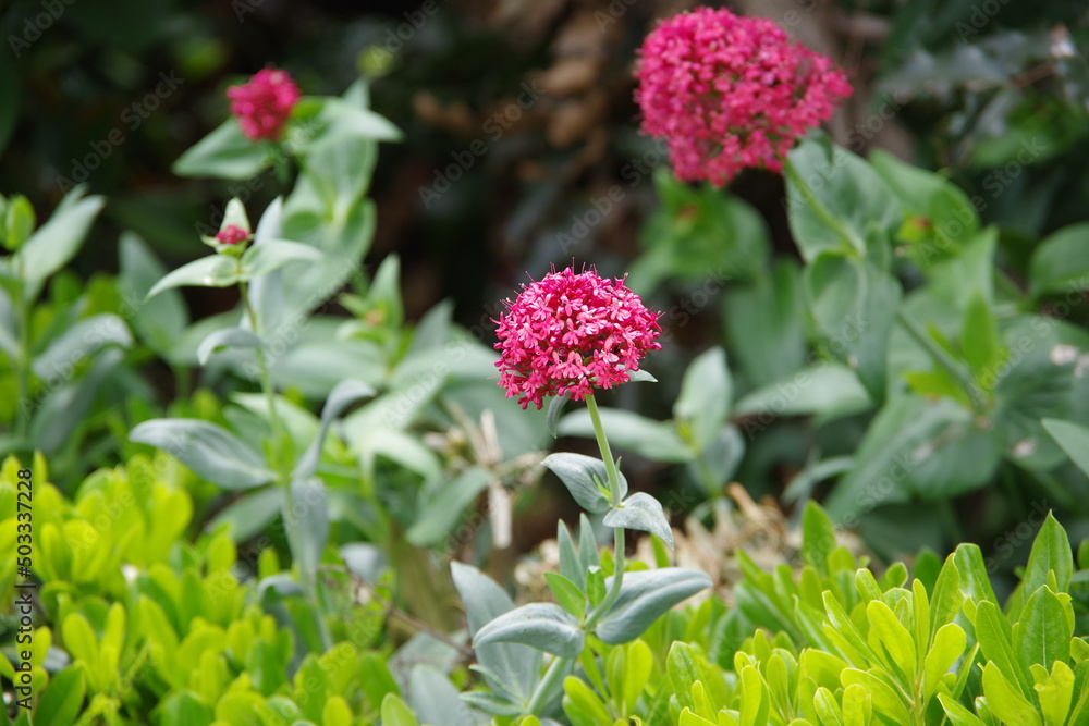 Close-up view of entranthus ruber Red Valerian flowers